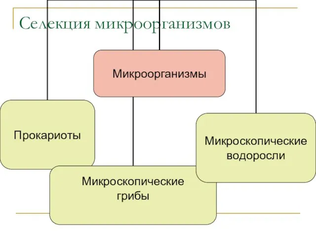 Селекция микроорганизмов