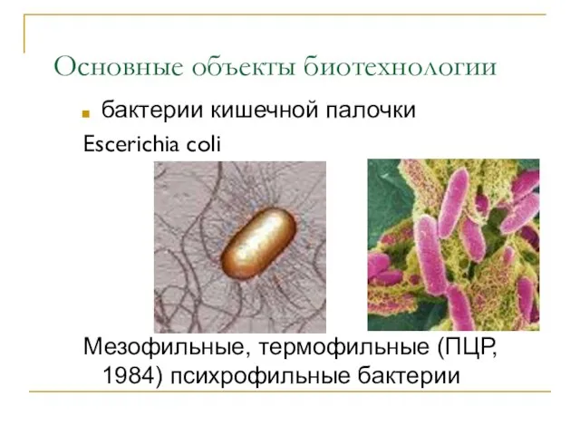 Основные объекты биотехнологии бактерии кишечной палочки Escerichia coli Мезофильные, термофильные (ПЦР, 1984) психрофильные бактерии