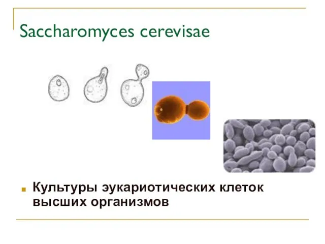 Saccharomyces cerevisae Культуры эукариотических клеток высших организмов