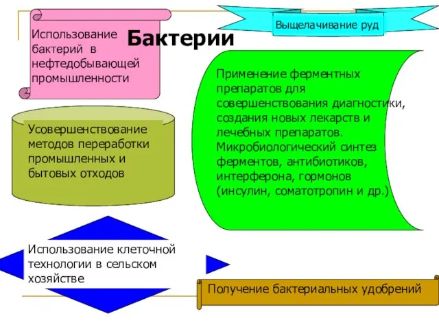 Бактерии