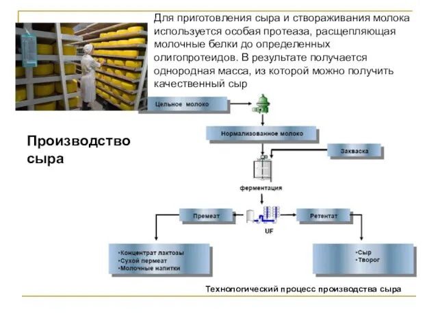 Технологический процесс производства сыра Для приготовления сыра и створаживания молока используется