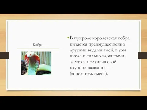 Кобра. В природе королевская кобра питается преимущественно другими видами змей, в