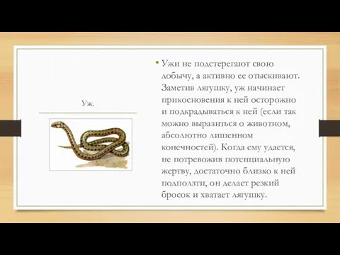 Уж. Ужи не подстерегают свою добычу, а активно ее отыскивают. Заметив