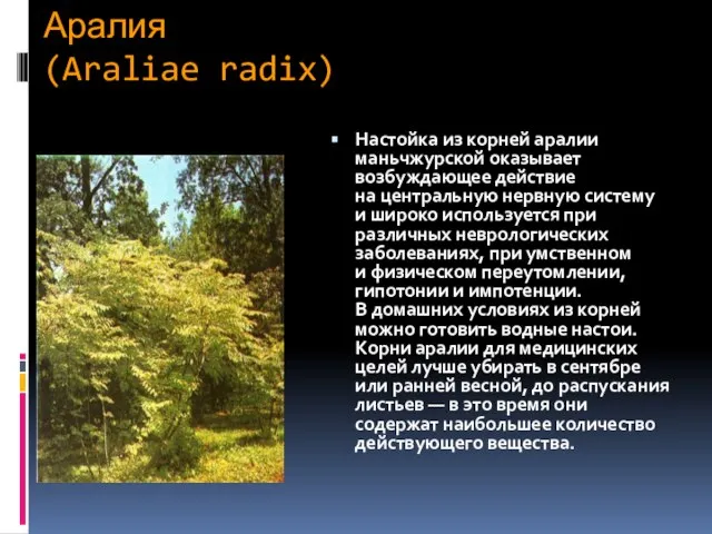 Аралия (Araliae radix) Настойка из корней аралии маньчжурской оказывает возбуждающее действие