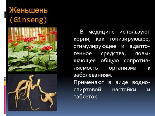 Женьшень (Ginseng) В медицине используют корни, как тонизирующее, стимулирующее и адапто-генное