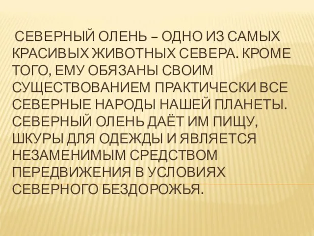 СЕВЕРНЫЙ ОЛЕНЬ – ОДНО ИЗ САМЫХ КРАСИВЫХ ЖИВОТНЫХ СЕВЕРА. КРОМЕ ТОГО,