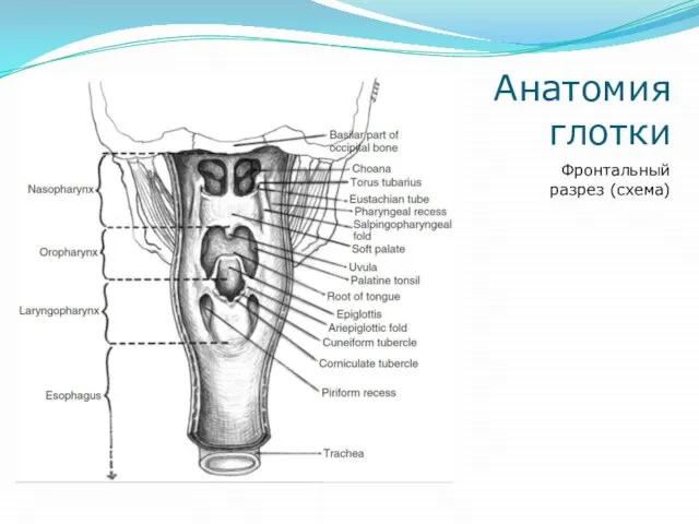 Анатомия глотки Фронтальный разрез (схема)