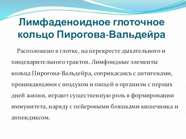 Лимфаденоидное глоточное кольцо Пирогова-Вальдейра Расположено в глотке, на перекресте дыхательного и