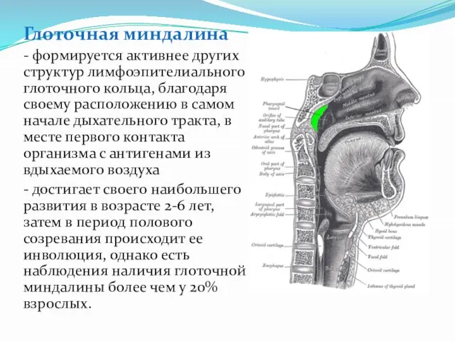 Глоточная миндалина - формируется активнее других структур лимфоэпителиального глоточного кольца, благодаря