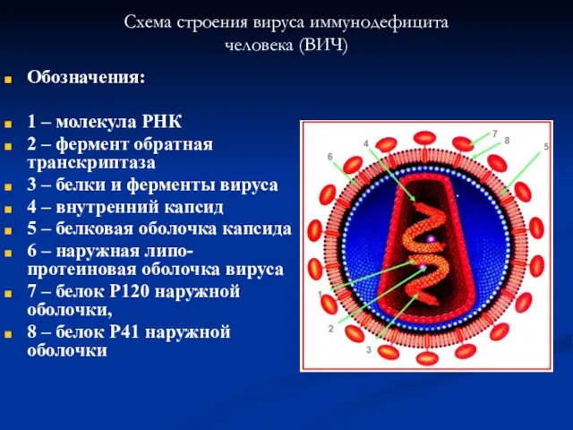 Схема строения вируса иммунодефицита человека (ВИЧ) Обозначения: 1 – молекула РНК