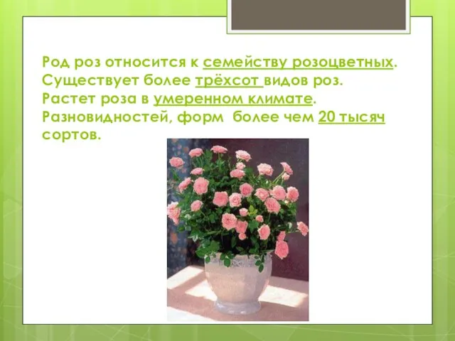 Род роз относится к семейству розоцветных. Существует более трёхсот видов роз.