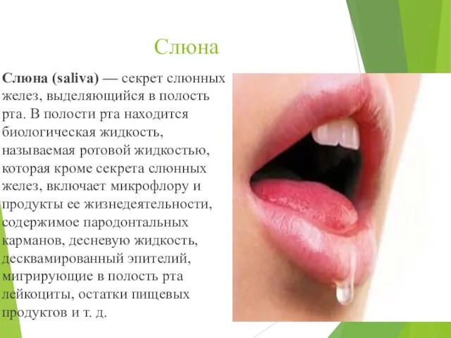 Слюна Слюна (saliva) — секрет слюнных желез, выделяющийся в полость рта.