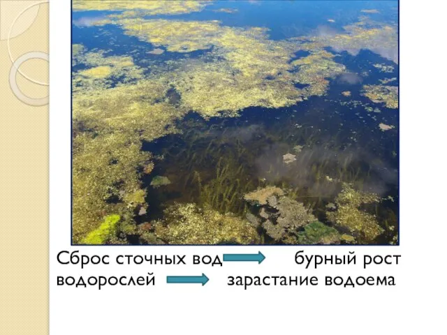 Сброс сточных вод бурный рост водорослей зарастание водоема