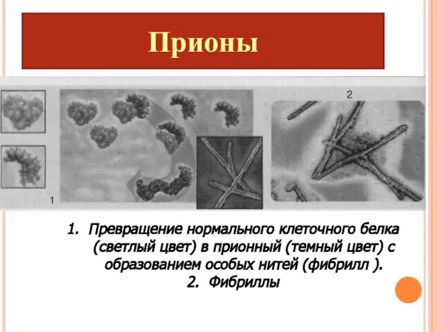 Прионы Превращение нормального клеточного белка (светлый цвет) в прионный (темный цвет)