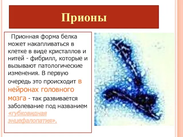 Прионы Прионная форма белка может накапливаться в клетке в виде кристаллов