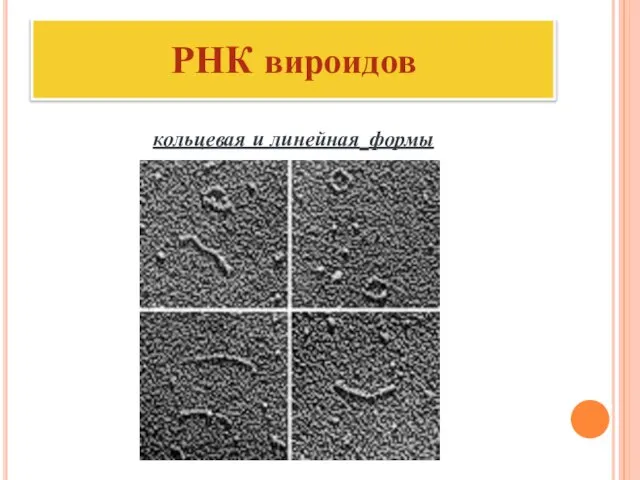 РНК вироидов кольцевая и линейная формы