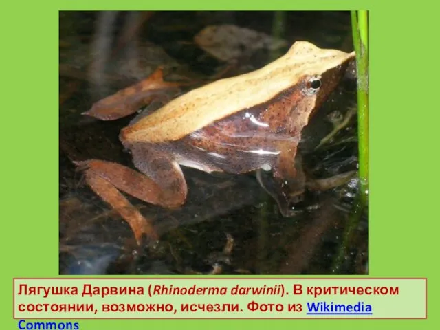 Лягушка Дарвина (Rhinoderma darwinii). В критическом состоянии, возможно, исчезли. Фото из Wikimedia Commons