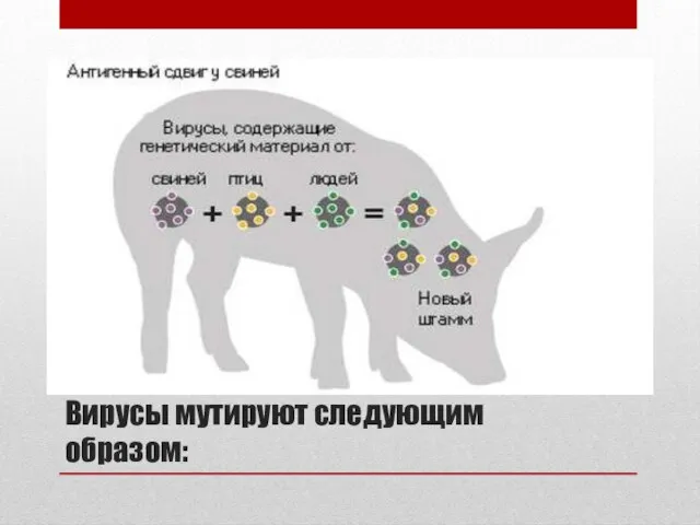 Вирусы мутируют следующим образом: