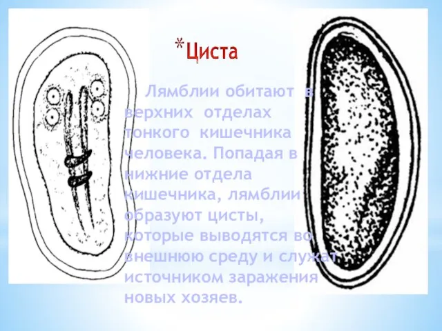 Лямблии обитают в верхних отделах тонкого кишечника человека. Попадая в нижние