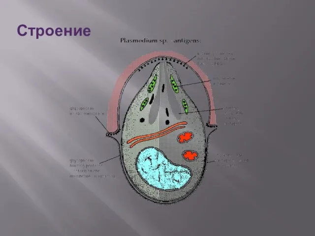 Строение