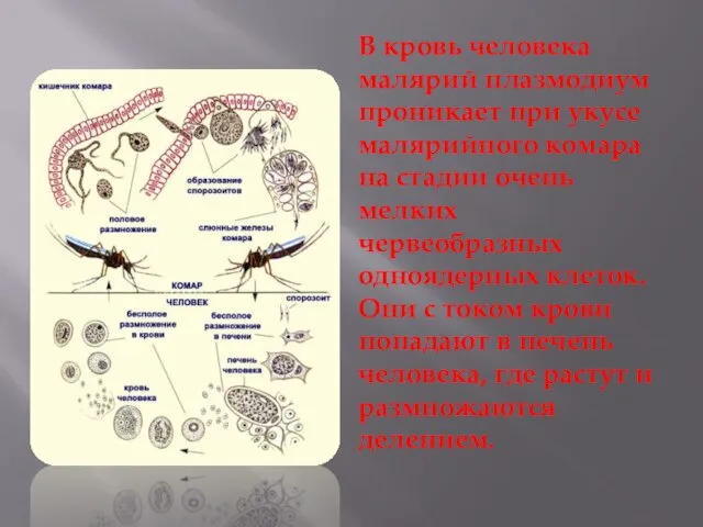 В кровь человека малярий плазмодиум проникает при укусе малярийного комара на