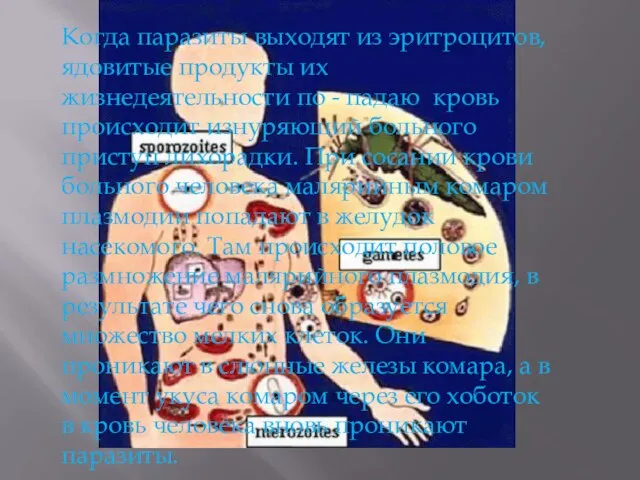 Когда паразиты выходят из эритроцитов, ядовитые продукты их жизнедеятельности по -