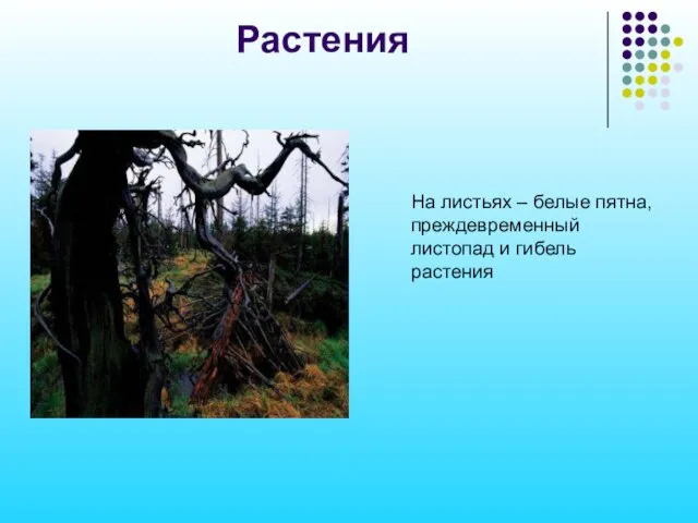 Растения На листьях – белые пятна, преждевременный листопад и гибель растения