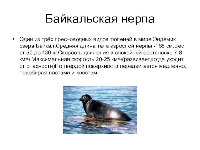 Байкальская нерпа Один из трёх пресноводных видов тюленей в мире.Эндемик озера