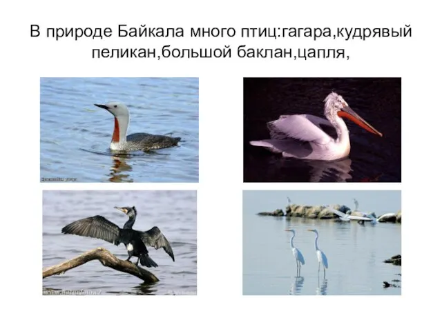 В природе Байкала много птиц:гагара,кудрявый пеликан,большой баклан,цапля,