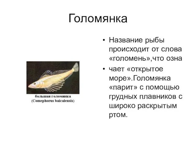 Голомянка Название рыбы происходит от слова «голомень»,что озна чает «открытое море».Голомянка