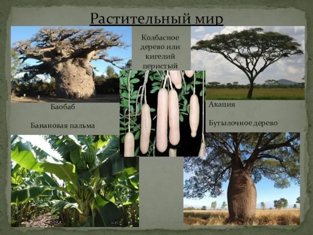 Растительный мир Баобаб Банановая пальма Колбасное дерево или кигелий перистый Акация Бутылочное дерево