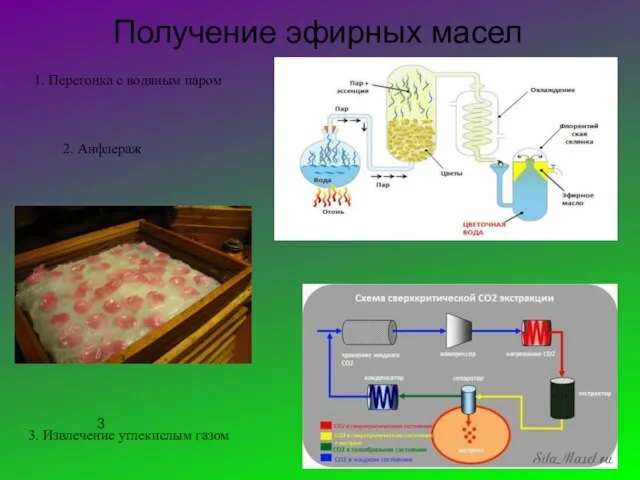 Получение эфирных масел 1. Перегонка с водяным паром 2. Анфлераж 3 3. Извлечение углекислым газом