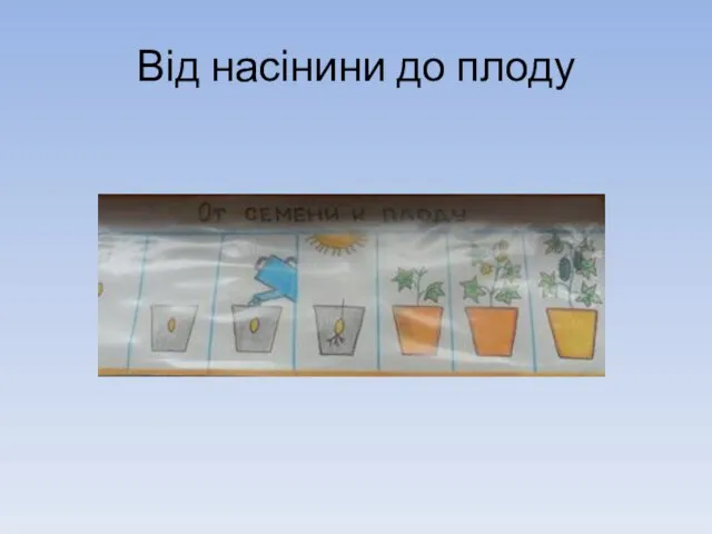 Від насінини до плоду