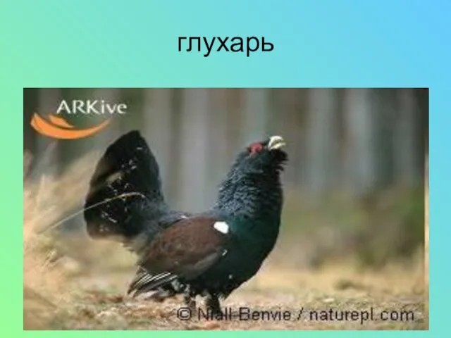 глухарь