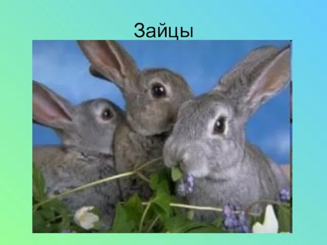 Зайцы