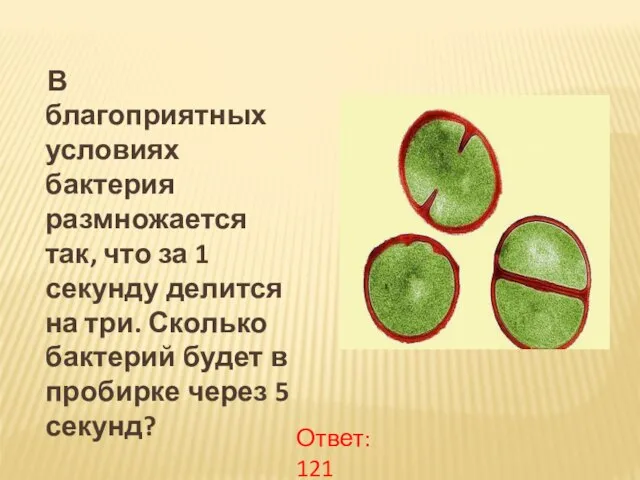 В благоприятных условиях бактерия размножается так, что за 1 секунду делится