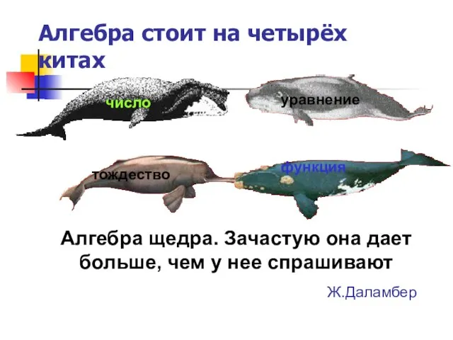 Алгебра стоит на четырёх китах Число Тождество Функция Алгебра щедра. Зачастую