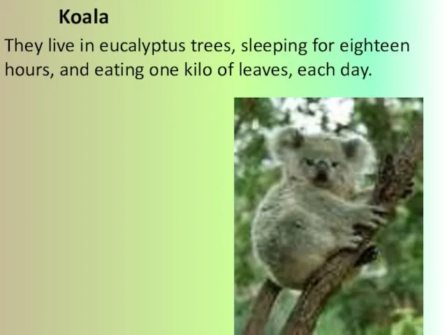 Koala They live in eucalyptus trees, sleeping for eighteen hours, and