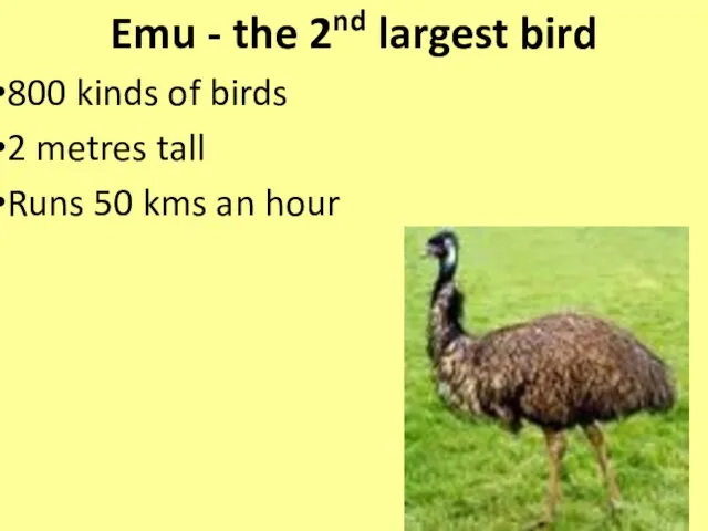 Emu - the 2nd largest bird 800 kinds of birds 2