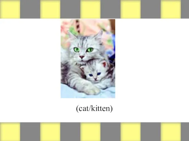 (cat/kitten)