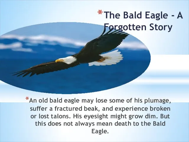 An old bald eagle may lose some of his plumage, suffer