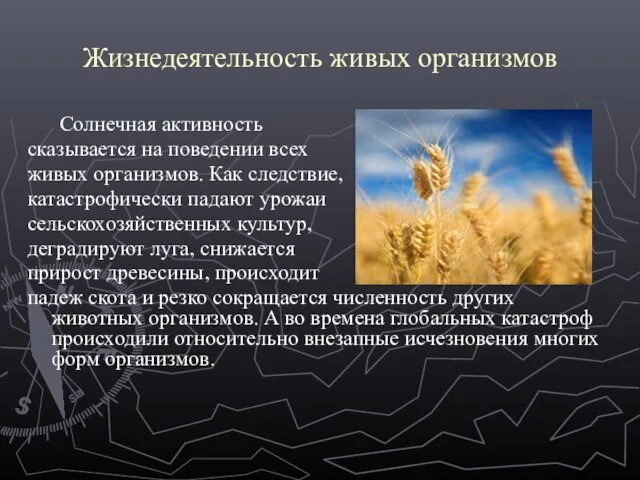 Жизнедеятельность живых организмов Солнечная активность сказывается на поведении всех живых организмов.