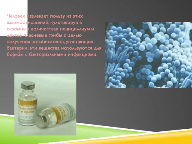 Человек извлекает пользу из этих взаимоотношений, культивируя в огромных количествах пенициллиум