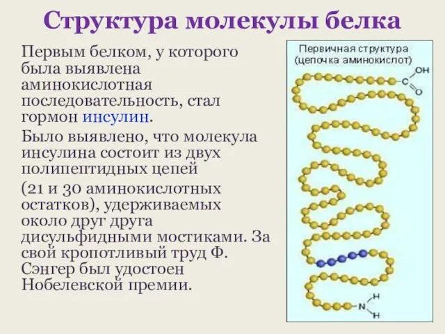 Структура молекулы белка Первым белком, у которого была выявлена аминокислотная последовательность,