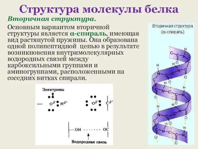 Структура молекулы белка Вторичная структура. Основным вариантом вторичной структуры является -спираль,