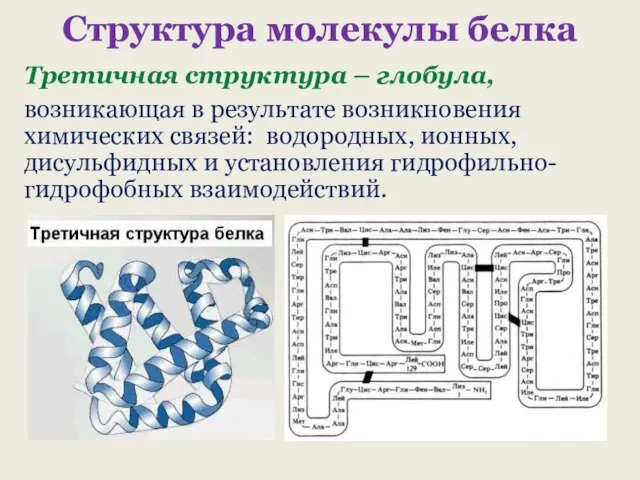 Структура молекулы белка Третичная структура – глобула, возникающая в результате возникновения