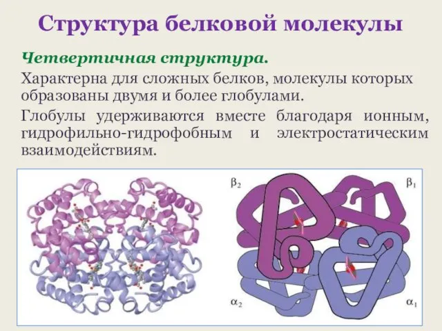 Структура белковой молекулы Четвертичная структура. Характерна для сложных белков, молекулы которых