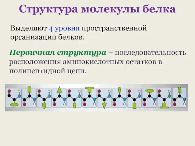 Структура молекулы белка Первичная структура – последовательность расположения аминокислотных остатков в