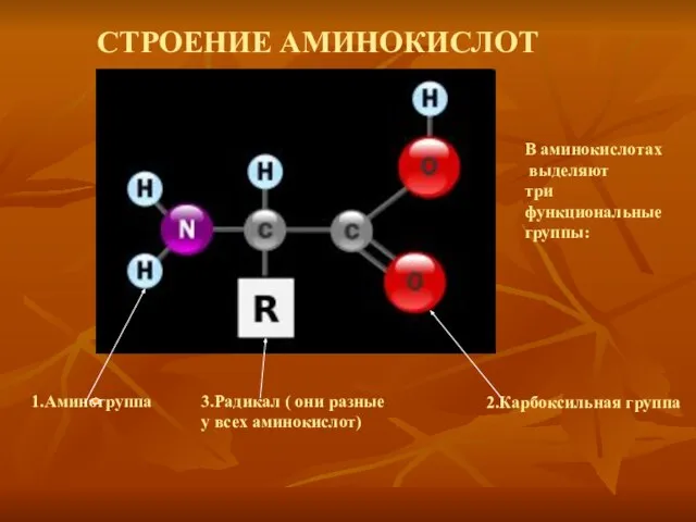 СТРОЕНИЕ АМИНОКИСЛОТ В аминокислотах выделяют три функциональные группы: 1.Аминогруппа 2.Карбоксильная группа