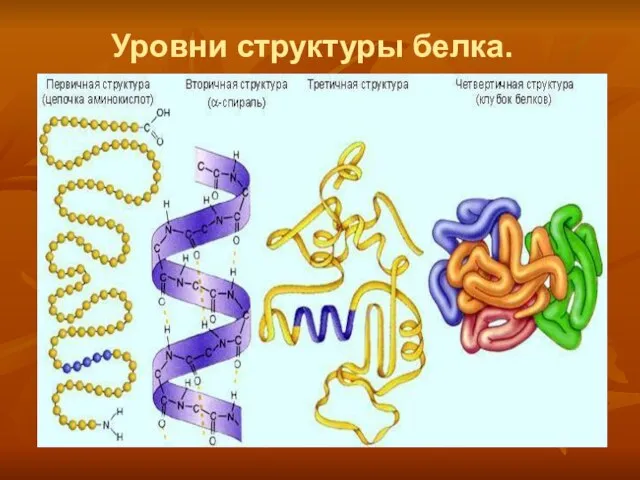 Уровни структуры белка.